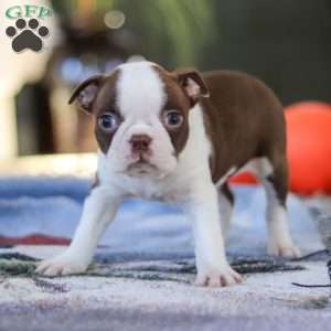 Shelly, Boston Terrier Puppy